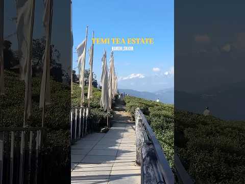 Temi Tea Garden Namchi Sikkim Nature Cherryblossom Beauty Mountains Sikkim Tourism Temi Tea Garden Namchi Sikkim Nature Cherryblossom Beauty Mountains Sikkim Tourism
