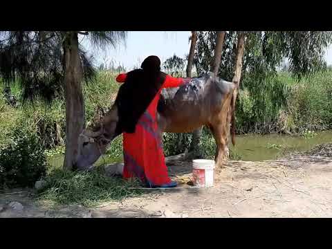 ما وجدتها تفاحه داخل جاموسه الحاج مسعود