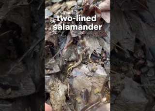 Salamander Rescue