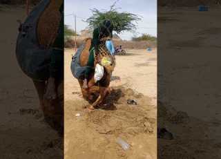 ج م ل ع ال ق ف ي الر م ال و ح م ل ي ث ق ل ك اه ل ه