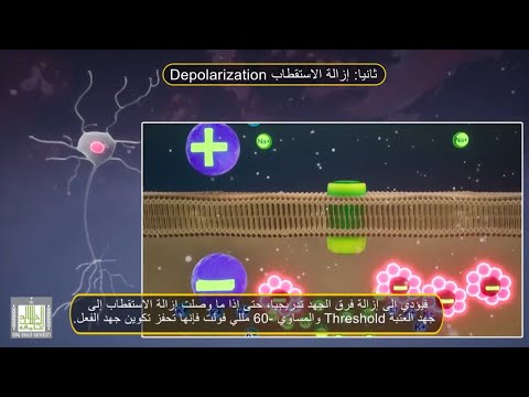 جهد الفعل Action Potential فديو تفاعلي