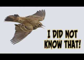 Meadow Pipit Facts You Ve Probably Walked Past This Bird