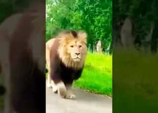 Dubai King Sheikh Nawab With White Tiger Lion White Tiger Dubai Shorts
