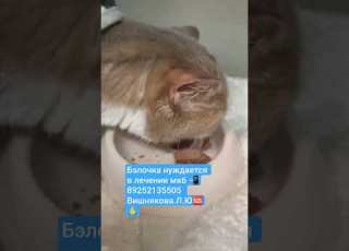 Solidarity Cat 2026 Sorts Cute Urgent Top