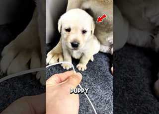  Mother Dog Saves Her Puppy Usa Pets Shortvideo Sad Viral