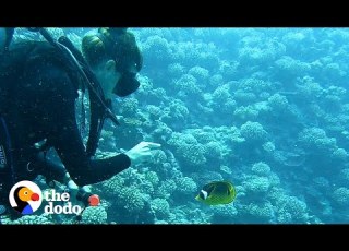Fish Loves To Greet His Favorite Diver And Bring Her Gifts The Dodo Soulmates