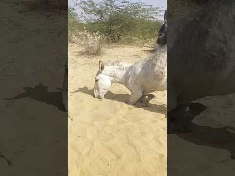 Ghadha Siting Youtubeshorts Animals Donkey Babydonkey Animals Ghadha Siting Youtubeshorts Animals Donkey Babydonkey Animals
