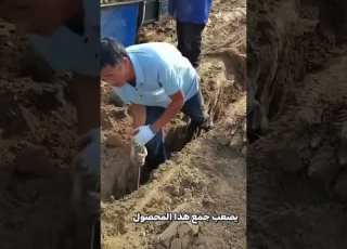  حصاد اليام في الصين جهد وتقاليد تعود لقرون