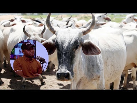 Biashara Ya Ng Ombe Inalipa Mwanzilishi Wa Tajiri Ng Ombe Atoboa SIRI Ya Kufanikiwa