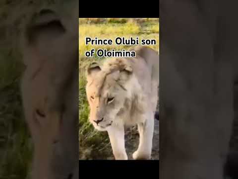 Prince Olubi Rongai Rock Male Lion Son Of Oloimina Black Rock Prince Olubi Rongai Rock Male Lion Son Of Oloimina Black Rock