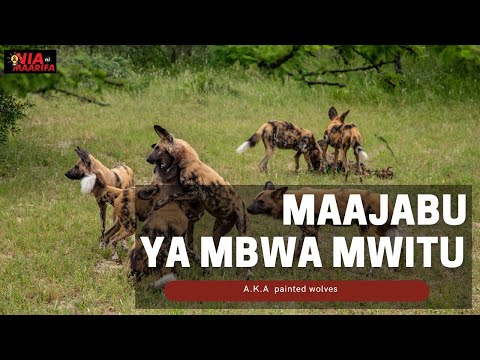 Wafahamu Mbwa Mwitu Kutoka AFRICA Na Maajabu Yao
