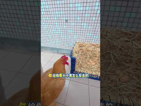 Title Chinese English