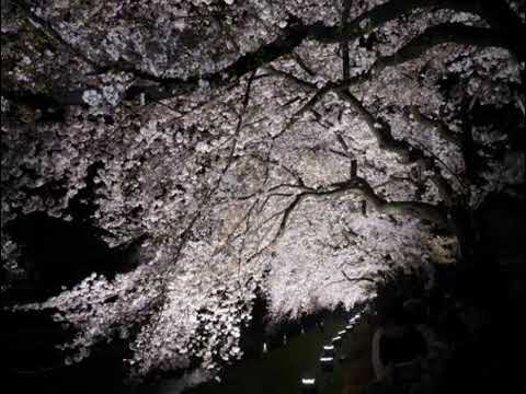 Illusionary Daytime X Trackmaker Slowed Reverb Best Looped