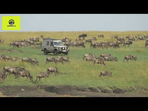 Serengeti Safari Tanzania 2026 Great Migration Gorilla Explorers