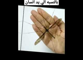 اكبر بعوضه في العالم