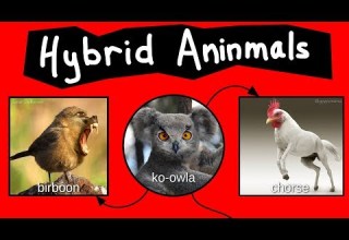 Internet Names For Bizarre Hybrid Aninmals