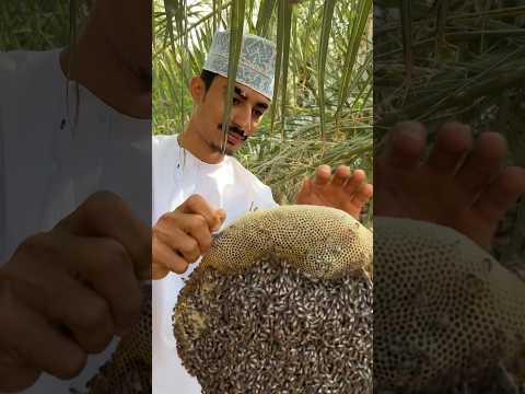 شاهد طريقة قص خلية بطويق في موسم السدر تابعوني على حسابي في الانستجرام Pi0e3 فضلا وليس ح Bee