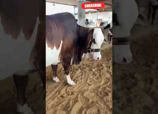 Tiktok New Cow Videos Qurbani Shorts Qurbani Trending Tiktok Bakraeid