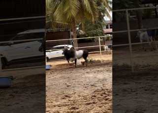 Alanganallur Jallikattu Videos Jallikattu Bull Rekla Manjuvirattu Madurai Today Live Videos