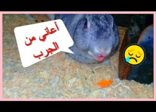  علاج الجرب عند الأرانب بمكونات متوفرة في بيتك