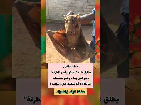 هذا الخفاش يطلق عليه خفاش رأس المطرقة وهو كبير جدا Shorts