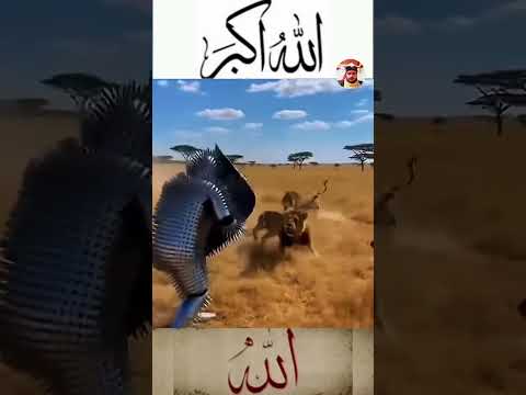 إذا كان الإيمان بالله ثابت ا في القلب فلا تتعث ر الخطوات أبد ا اكسبلور لایک Shorts