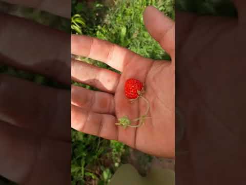 استاد هماهنگ تابوت مرا جای بلندی بگذارید