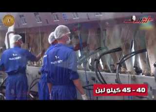  تعرف على تفاصيل مجمع الإنتاج الحيواني والألبان المتكامل بالسادات