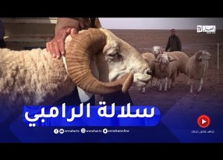 تیارت سلالة كباش الرامبي المطلب الأول لجودتها