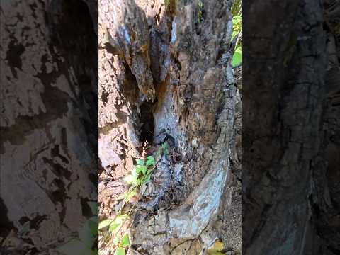 कदम स भ ल कर रख क परह ड स हर जगह