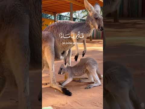 هذا خلق الله سورة لقمان الآية11 القارئ اسلام صبحي