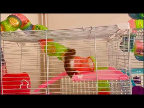 Hamster Mission Impossible Escape Attempt 1