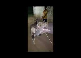  عجله جاموس بكريه اول ولد وراها دكر ابن شهر و نص للتواصل 01002898478