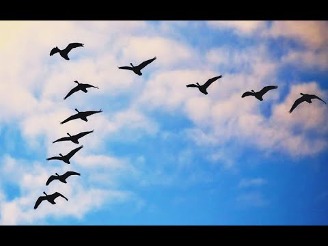 فينك ياحبيبى يادنيتنا Fenk Ya 7abeby