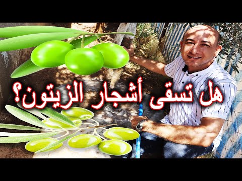 متى نسقي اشجار الزيتون