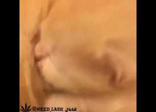  شیرخوردن گربه