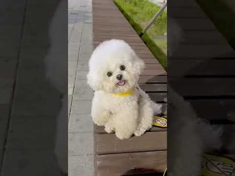 كلب ابيض اللون