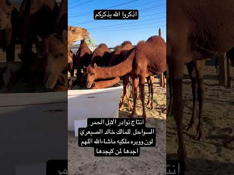 نوادر الانتاج الابل الحمر السواحل للمالك خالد الصيعري