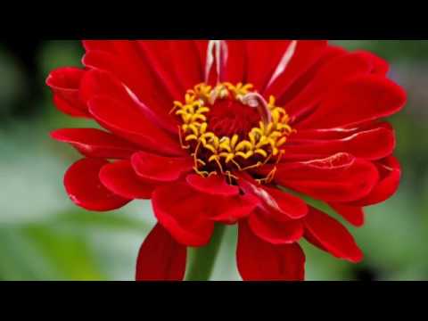 محلاكي يا طيوبي ما احلاكي يا طيوبة ماحلاكي يا طيوبي زفة عرس عروس اغنية زفة اغاني زفة العروس