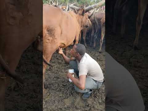 NYANDA KABUNDI AKINYONYA KWENYE NG OMBE UTAVUNJA MBAVUU