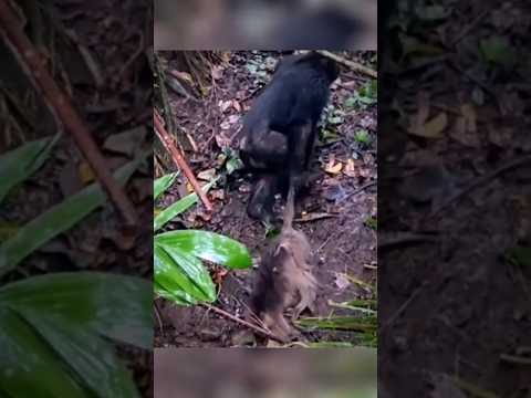 لن تصدق ما فعله قردة الشمبانزي بقرد صغير امسكوا لن تصدق ما فعله قردة الشمبانزي بقرد صغير امسكوا