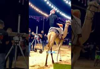 أما قعود السواركة تلاقا وسمه على وركه حازم سليمان