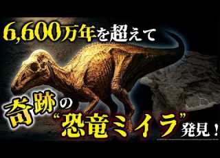 ゆっくり解説 恐竜ミイラの衝撃新発見 6600万年前の皮膚が ほぼ完全 に残っていた件 新作 傑作選３本
