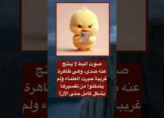 لغز البط الصوت الذي لا يردد الصدى
