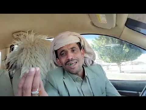 انا حلمت المرئسه يامهدي محمد الحربي الرئيس الحربي اليمن صنعاء اكسبلور Explore حلم الرئاسه
