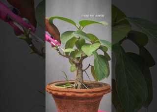 Banyan Tree Bonsai Bot Bonsai Pruning Bonsaiart Bonsai LivingArtBonsai