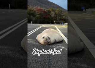  Elephant Seal Neil Fyp Animals Youtubeshorts Elephantseal Wildlife Cute Viral
