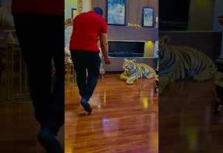 Full Tamed Tiger My Pet