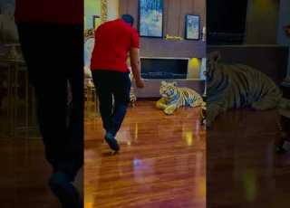 Full Tamed Tiger My Pet