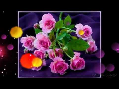 Oromo Music Abdi Ibrahim Iftuu Akka Daawiiti